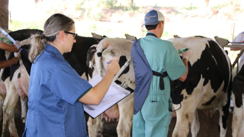 Primeiras inseminações artificiais em bovinos são realizadas em Castro pelo programa + Pecuária Brasil – Conafer