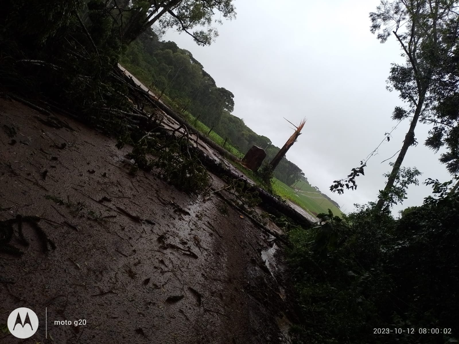 Defesa Civil atende ocorrências de quedas de árvores em Carambeí