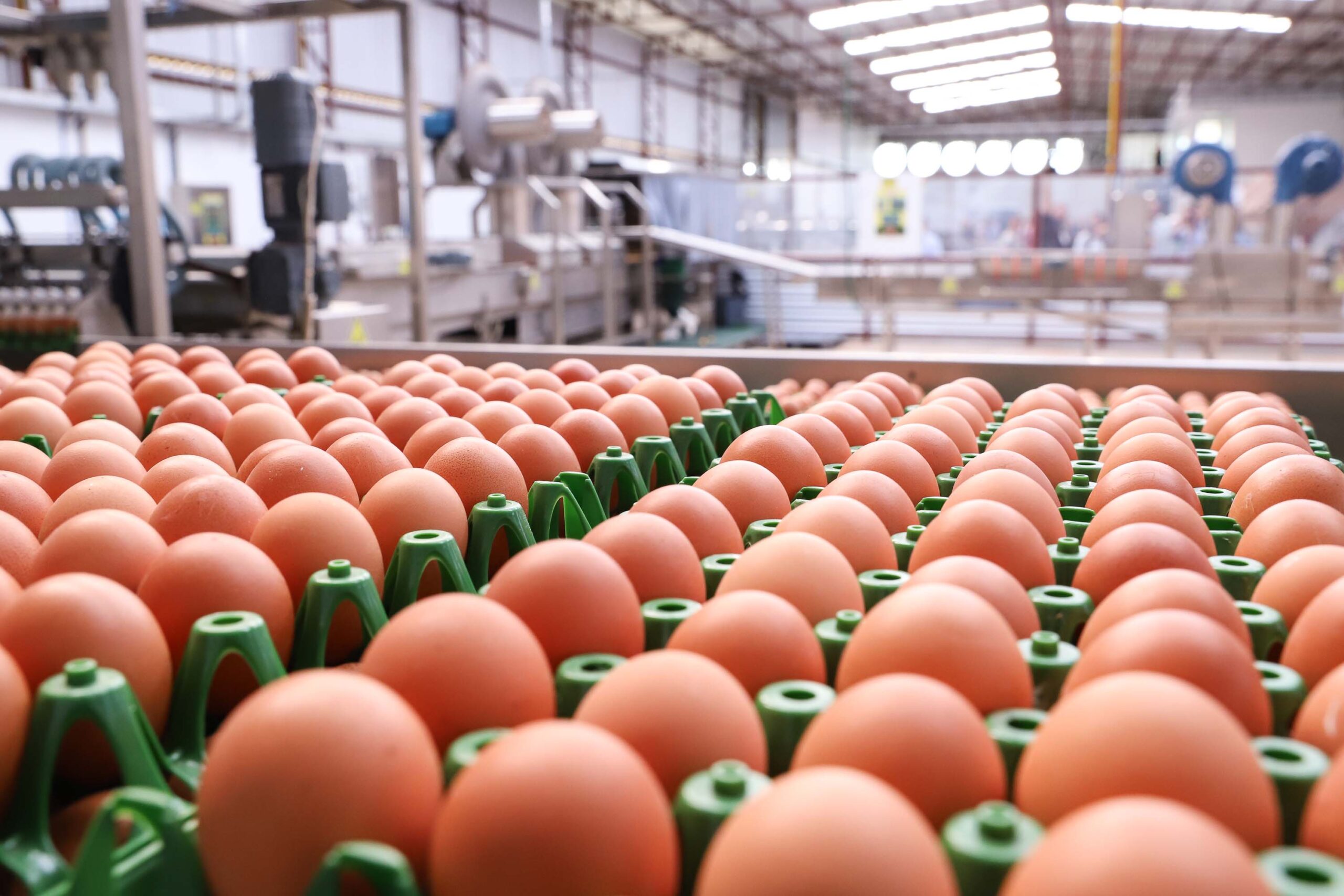 Boletim agropecuário destaca recuo dos preços dos ovos e grande safra da cana-de-açúcar