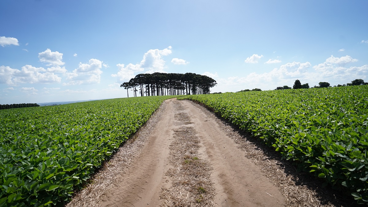 Apesar do impacto climático, produtividade de soja em 23/24 deve ficar estável para cooperados da Frísia