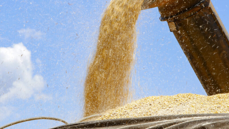 Paraná pode superar a produção recorde de milho na segunda safra de 2023/24