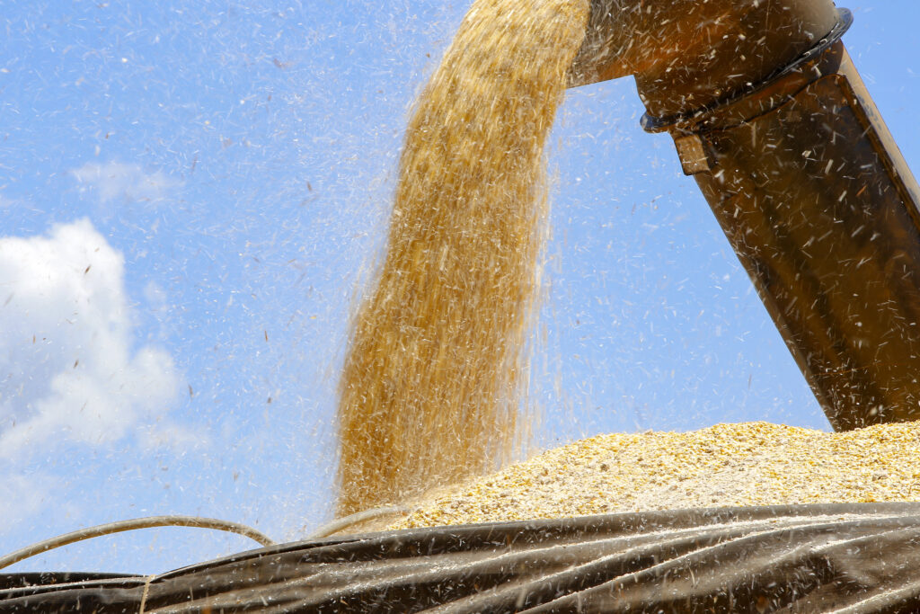 Paraná pode superar a produção recorde de milho na segunda safra de 2023/24