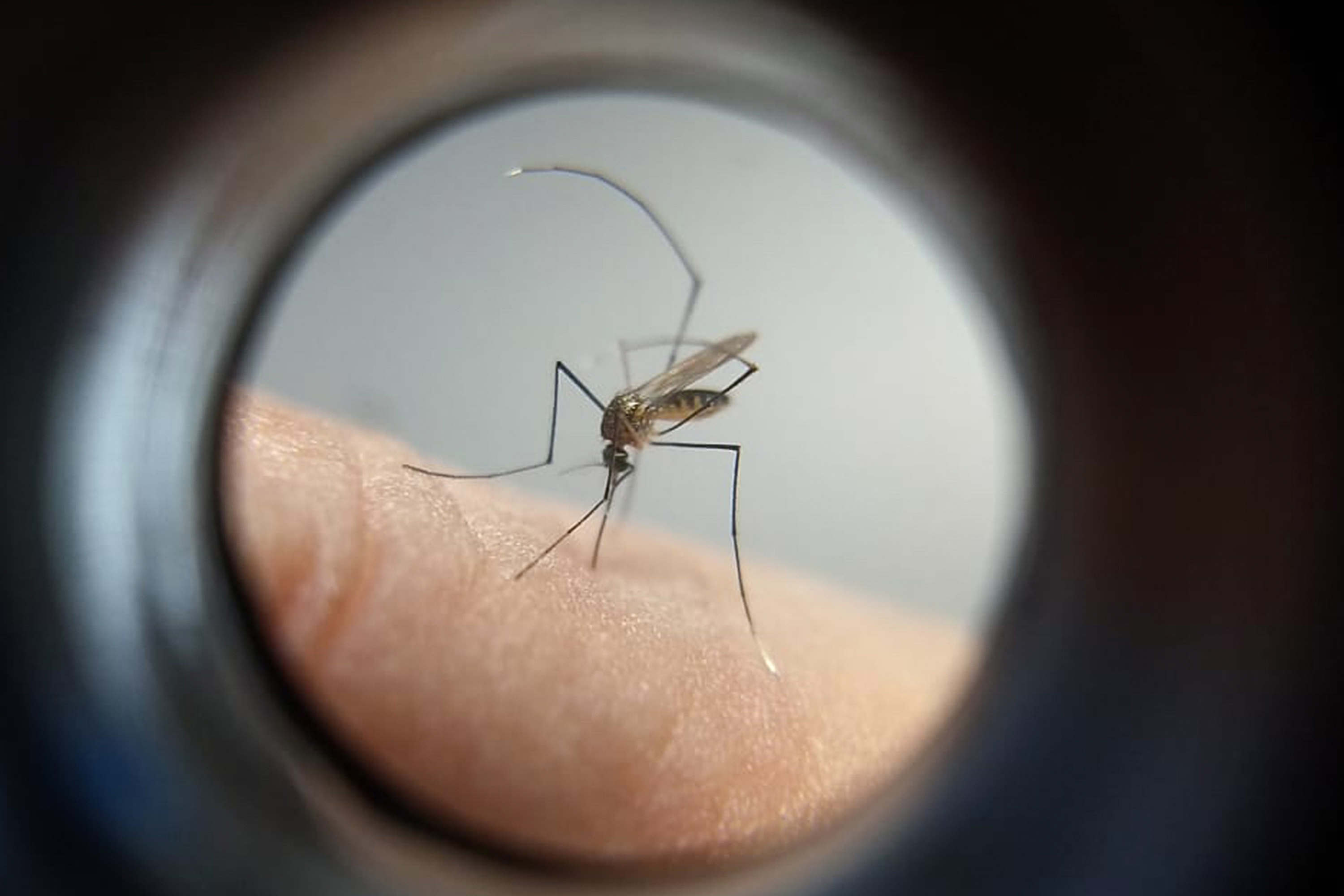 Paraná manda ofício ao Ministério da Saúde solicitando mais vacinas contra a dengue