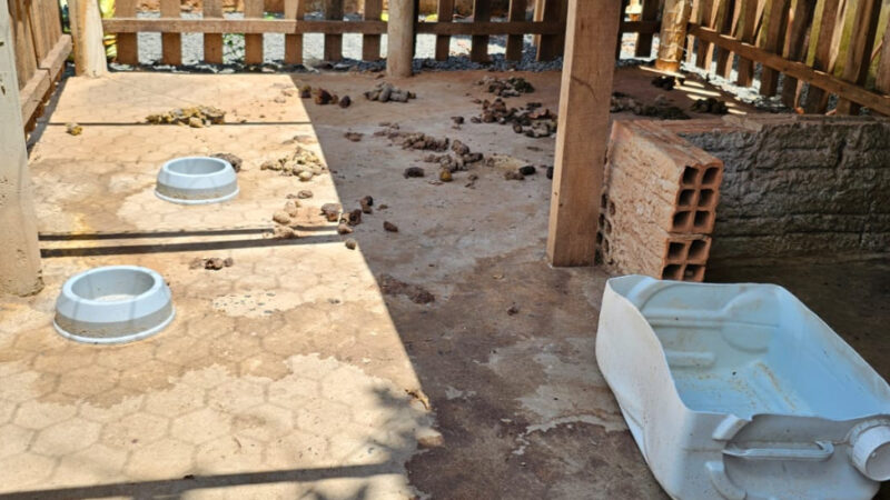 Equipes fiscalizam residência após denúncias de maus-tratos contra animais em Tibagi