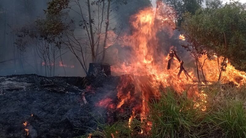 Incêndio atinge reflorestamento de eucaliptos no interior de Carambeí