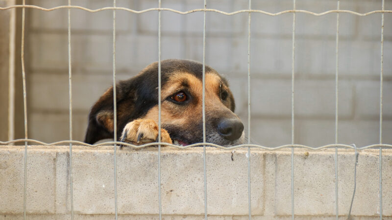 Prefeitura de Tibagi abre inscrições para castração gratuita de cães e cadelas