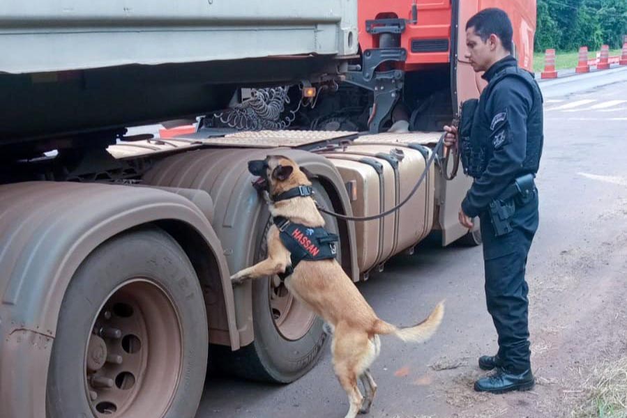 Vinte cães policiais reforçam operações da Polícia Penal do Paraná
