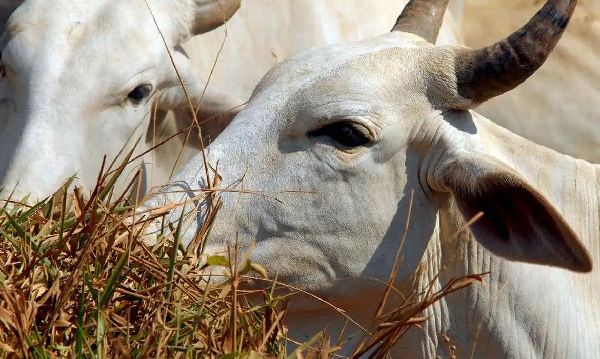 Tibagi confirma novo foco de raiva em bovinos no município