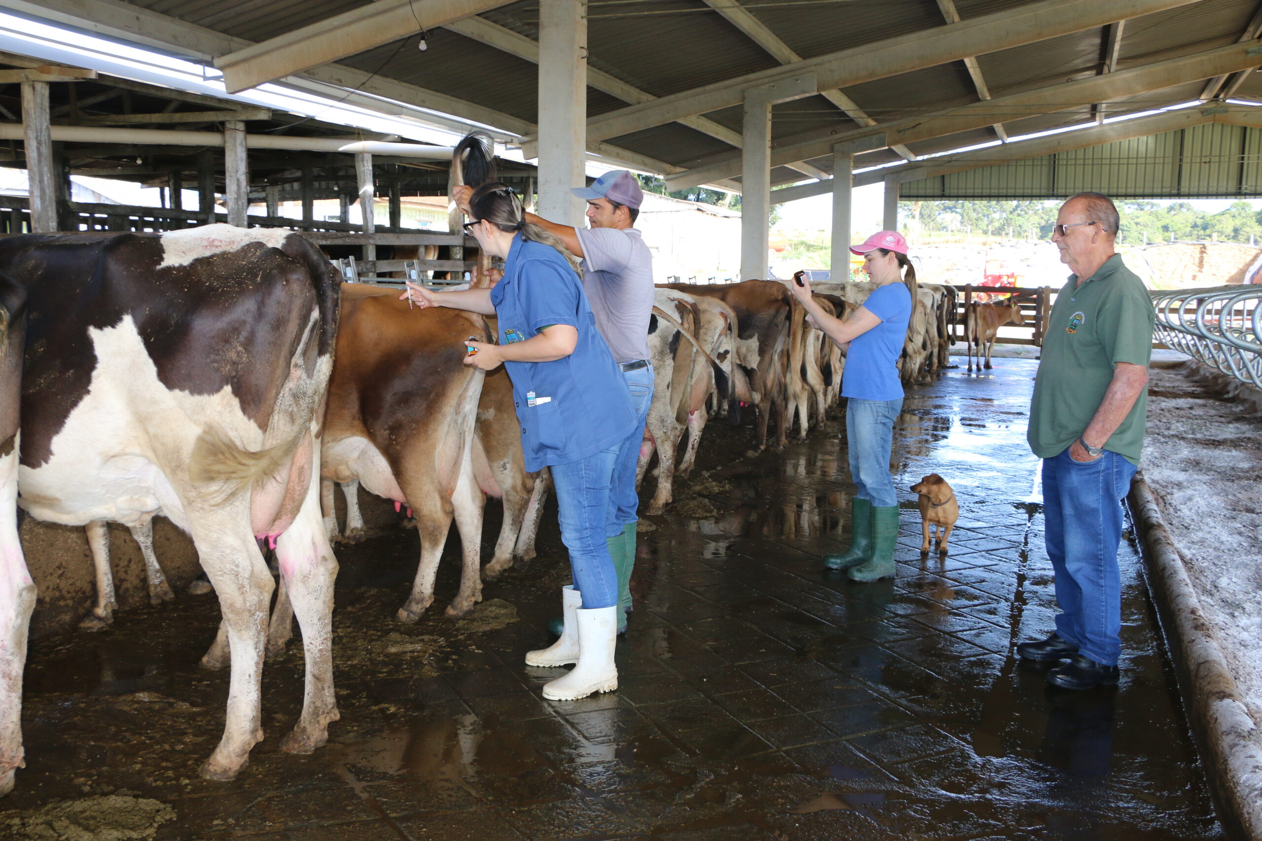 Programa para inseminação de bovinos em pequenas propriedades rurais chega a 4ª etapa