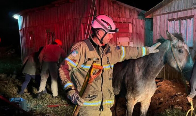 Bombeiros resgatam cavalo preso em buraco