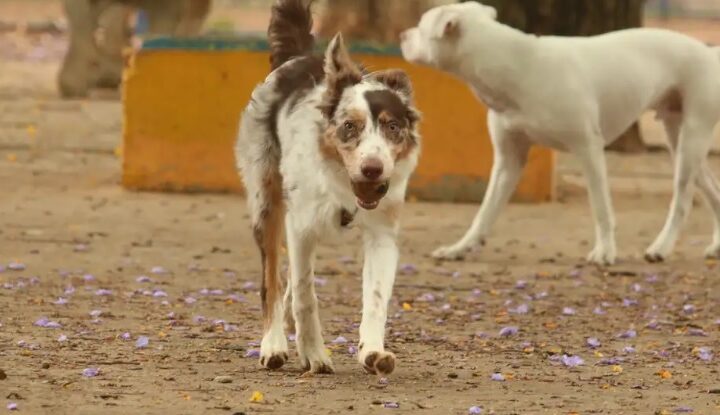 Lei que pune tutores de cães em casos de ataques é sancionada em Ponta Grossa