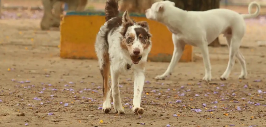Lei que pune tutores de cães em casos de ataques é sancionada em Ponta Grossa