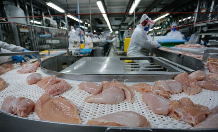 Paraná lidera com recorde produção de frango; abate de suínos também avança