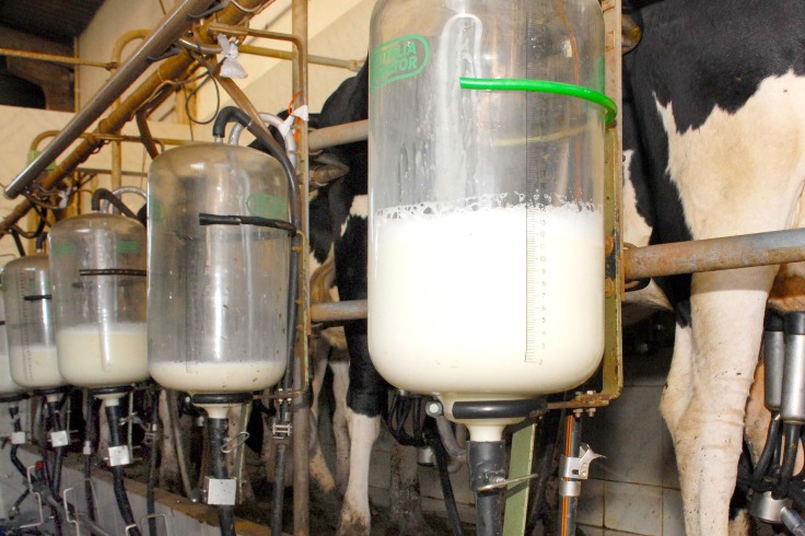 Boletim analisa preços do leite e novos mercados da carne suína do Paraná