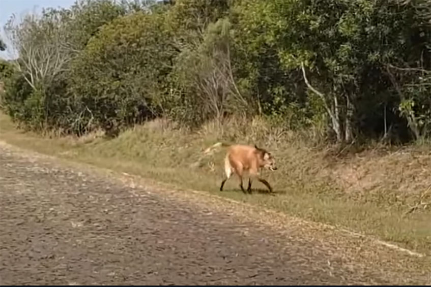 Visita ilustre: lobo-guará aparece perto da portaria do Parque de Vila Velha