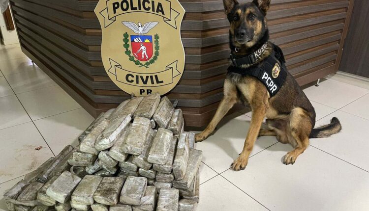 1651599403-policia-apreende-maconha-cao-farejador