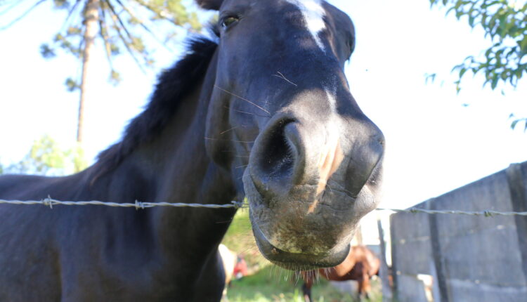 Cavalos – Agricultura 20
