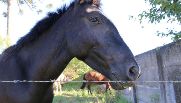 img_54C008FDFD05A2F867C880E123BFE65310197451_1080x1920 (1)