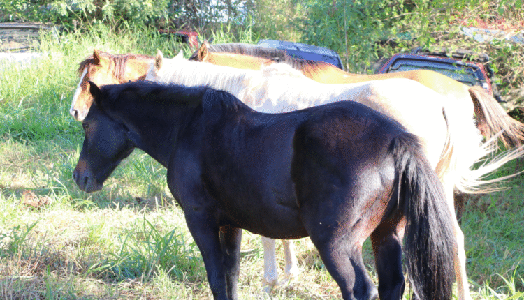 img_AEA5887B5E6313676B1504E948969E27A7292982_1080x1920