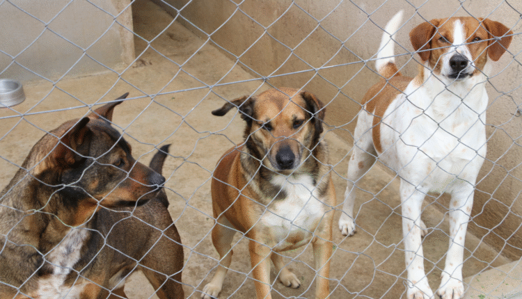 img_BD6340D247CAFE4DC0B49F0E5E10C554348E2632_1080x1920