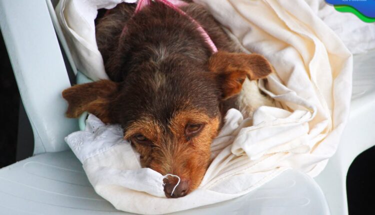 🐾 Castra+ Paraná 2 chega a Castro com atendimento gratuito para cães e gatosHoje, o Parque Lacu (8)